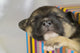 Newborn Puppy Sleeps