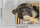 Newborn Puppy Sleeps