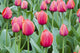 Tulip Flower Field