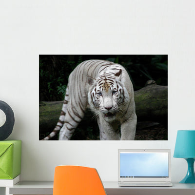 White Tiger Wall Decal shown on a wall
