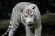 White Tiger Wall Decal