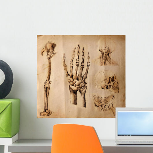 Old drawings of anatomy (body parts) Wall Mural