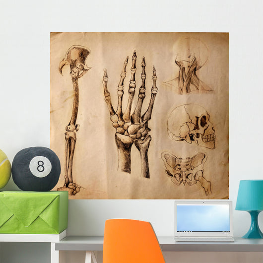 Old drawings of anatomy (body parts) Wall Mural