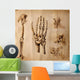Old drawings of anatomy (body parts) Wall Mural