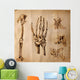 Old drawings of anatomy (body parts) Wall Mural