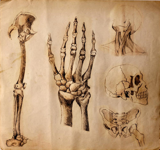 Old drawings of anatomy (body parts) Wall Mural