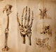 Old drawings of anatomy (body parts) Wall Mural