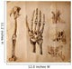 Old drawings of anatomy (body parts) Wall Mural