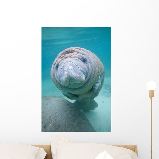 Kids Manatee
