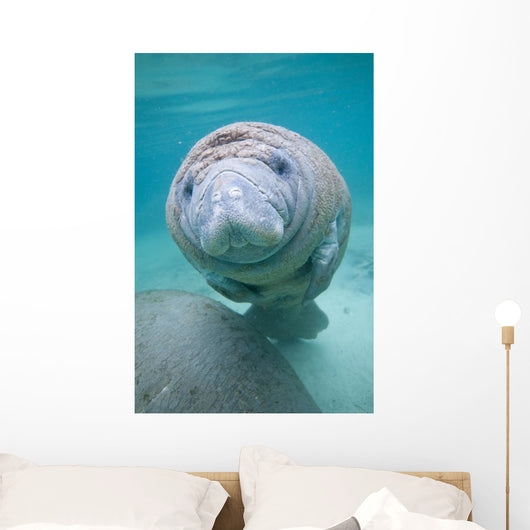 Kids Manatee