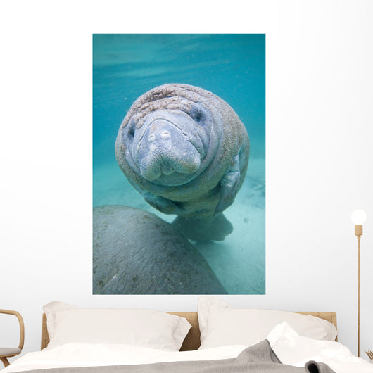 Kids Manatee