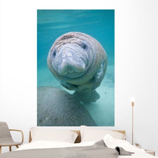 Kids Manatee