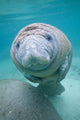 Kids Manatee