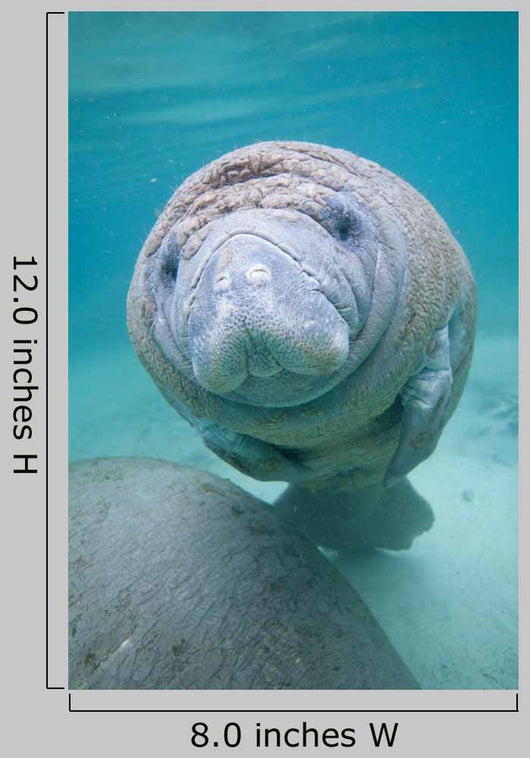 Kids Manatee