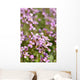 Macro D'aubriettes Wall Mural