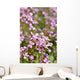 Macro D'aubriettes Wall Mural