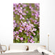 Macro D'aubriettes Wall Mural