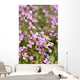 Macro D'aubriettes Wall Mural