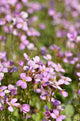 Macro D'aubriettes Wall Mural