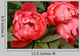 Red Peony Flowers