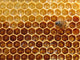 Honey in the Hive Wall Mural
