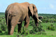 Elephant Addo Elephant National