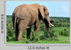 Elephant Addo Elephant National