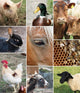 Collage Farm Animals