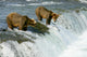 Grizzly Bears Wall Mural