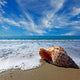 Beach with Shell