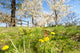 Butterfly Spring