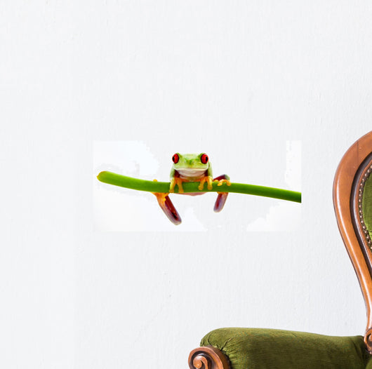 Agalychnis Callidryas Wall Decal