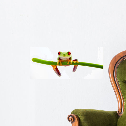 Agalychnis Callidryas Wall Decal