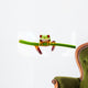 Agalychnis Callidryas Wall Decal