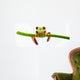 Agalychnis Callidryas Wall Decal
