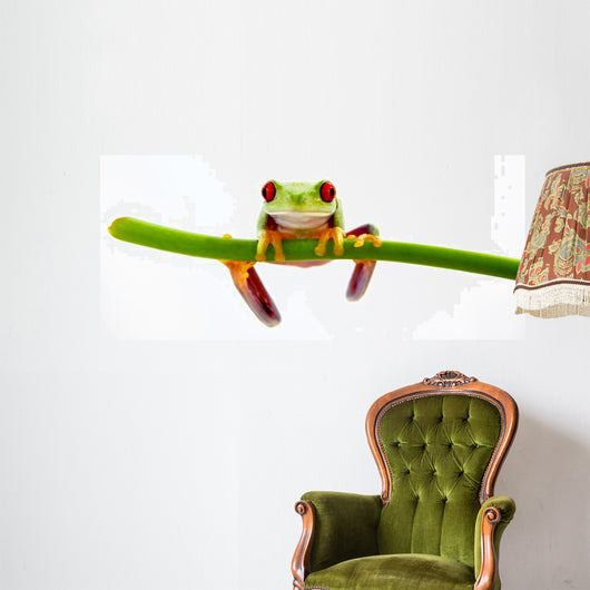 Agalychnis Callidryas Wall Decal