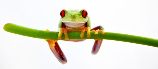 Agalychnis Callidryas Wall Decal