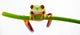Agalychnis Callidryas Wall Decal