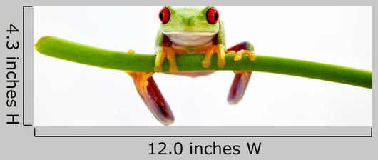 Agalychnis Callidryas Wall Decal