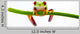 Agalychnis Callidryas Wall Decal