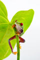 Red-eyed tree frog Wall Decal