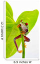 Red-eyed tree frog Wall Decal