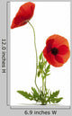 Two Flowers Poppy White