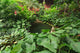 Tropical Garden Wall Mural