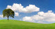 Baum Auf Wiese Wall Decal