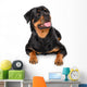 Portrait of young Rottweiler Wall Decal