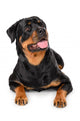 Portrait of young Rottweiler Wall Decal