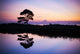 Single Tree along Edge