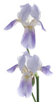 Purple Iris Wall Decal