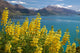 Yellow Lupins Lake Wakatipu